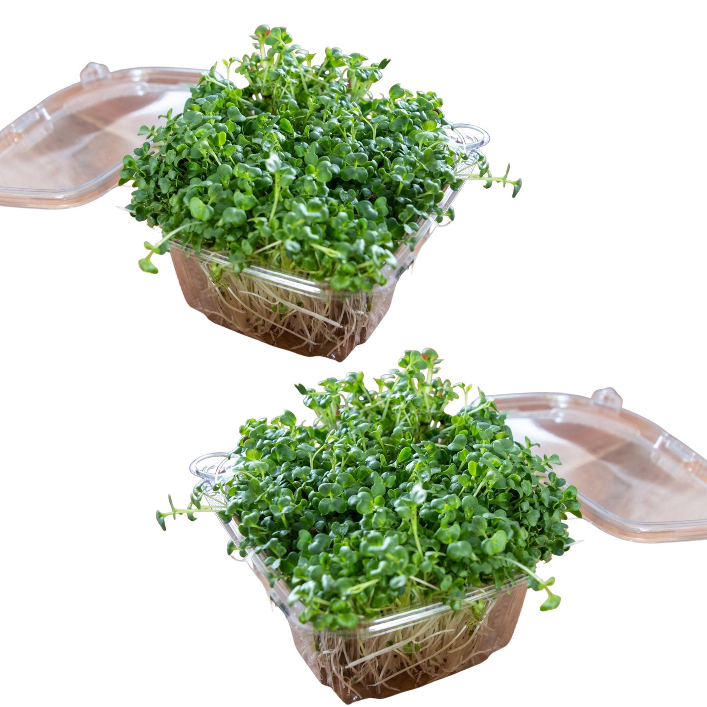 20oz. Monthly Microgreens Subscription