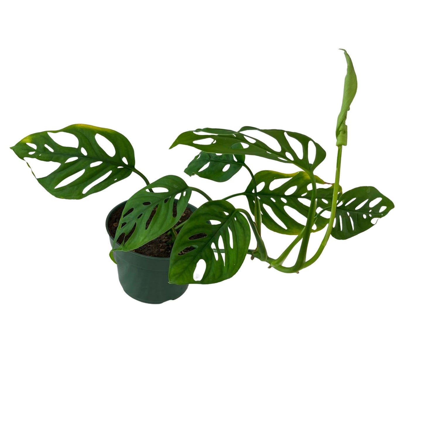 Monstera Adansonii