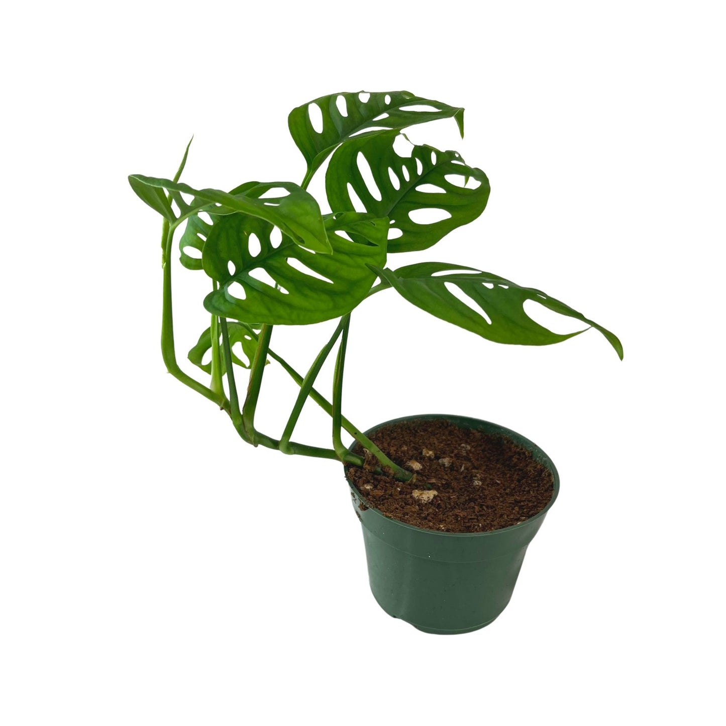 Monstera Adansonii