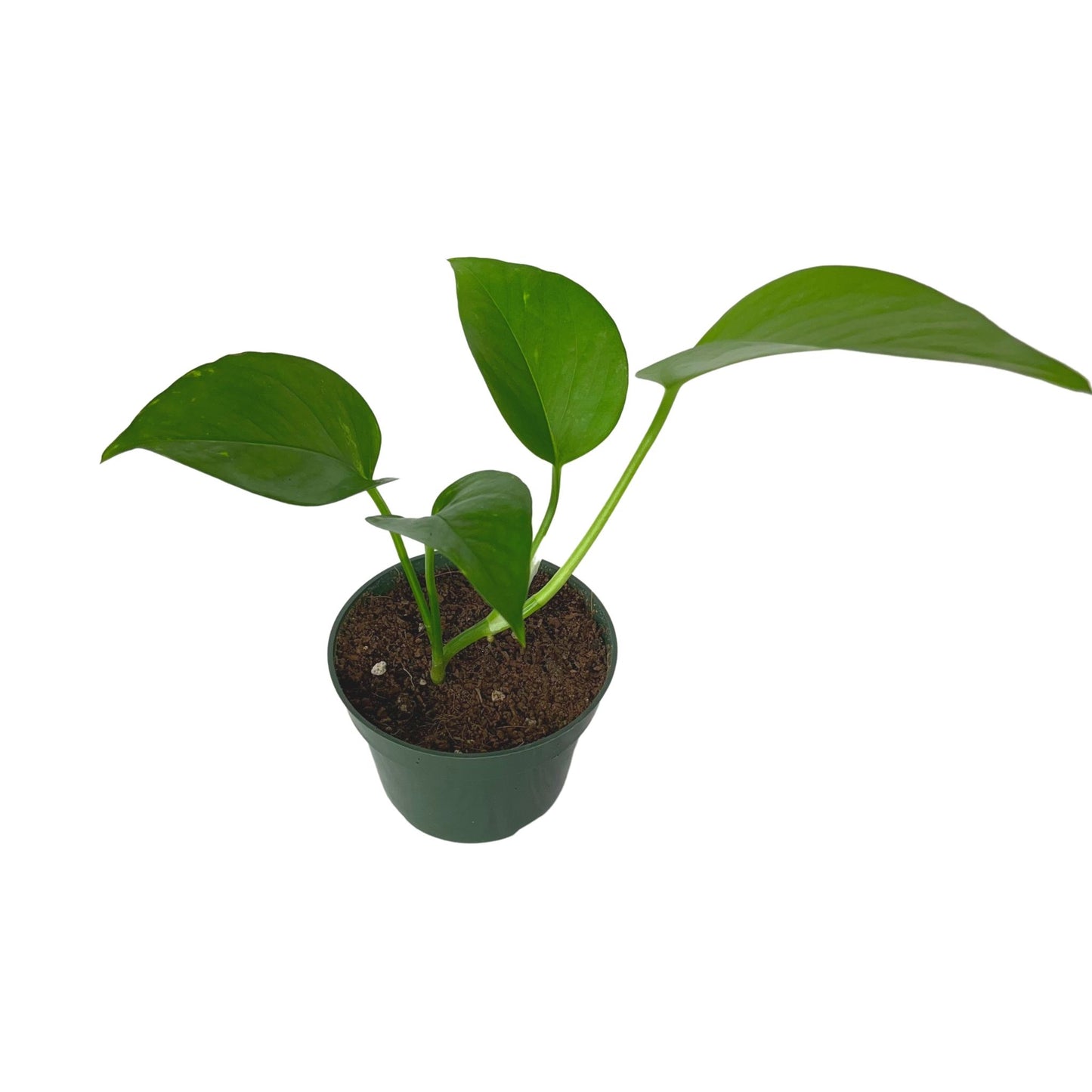 Golden Pothos
