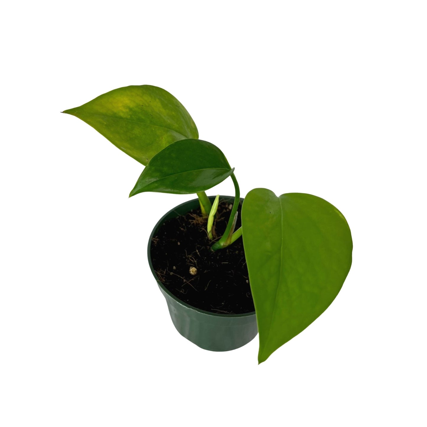 Golden Pothos