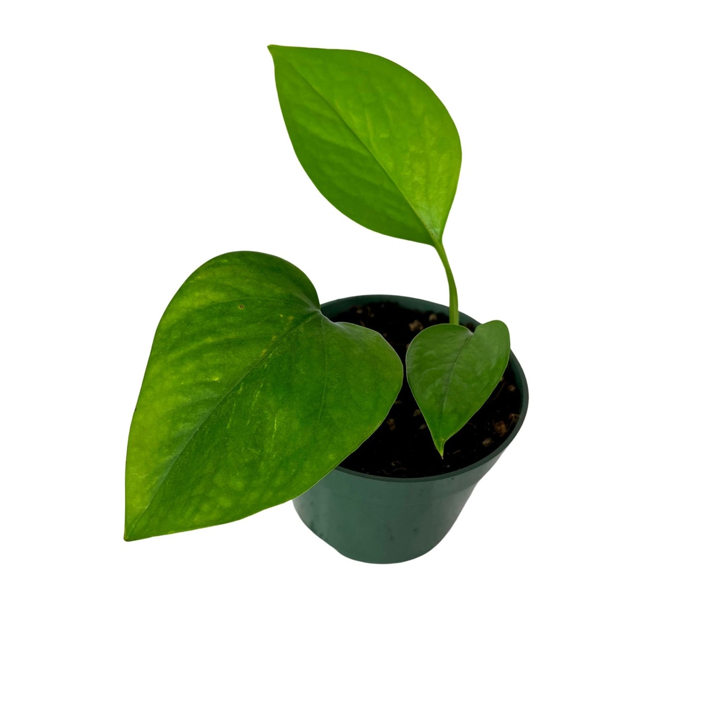 Golden Pothos
