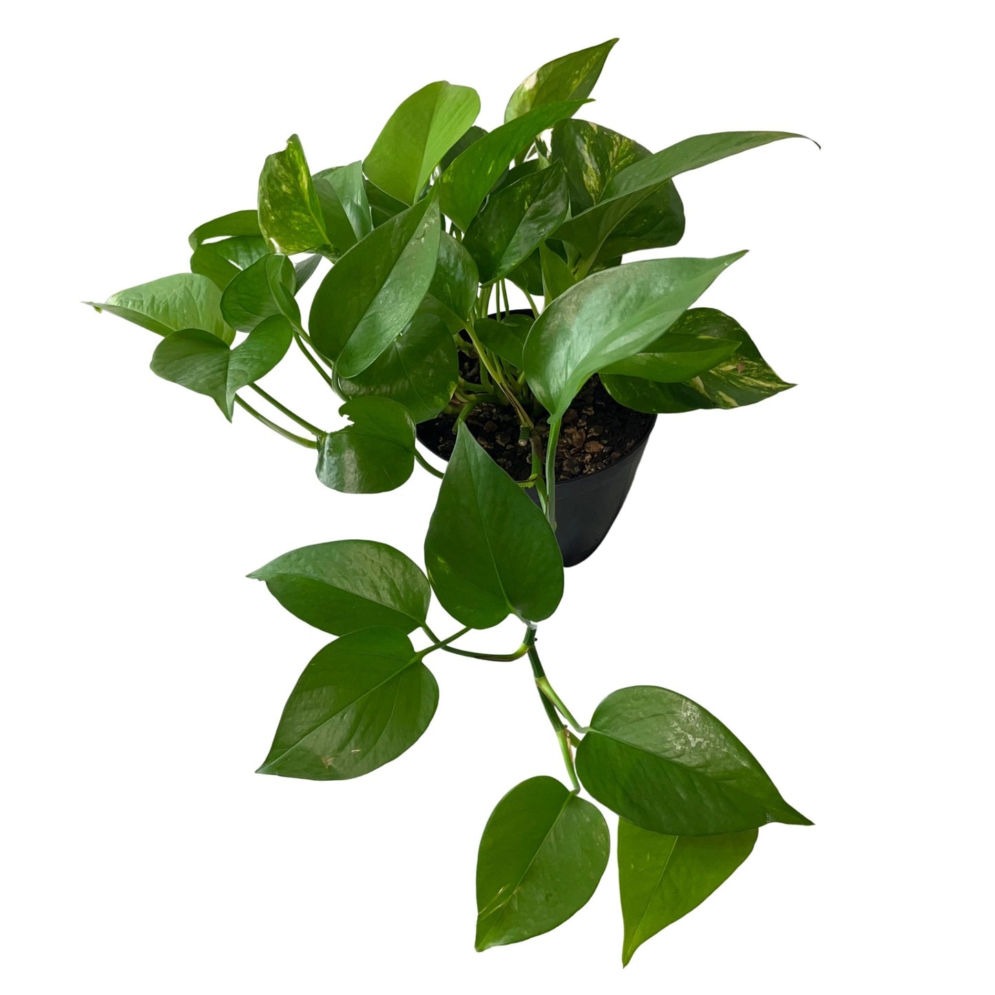 Golden Pothos