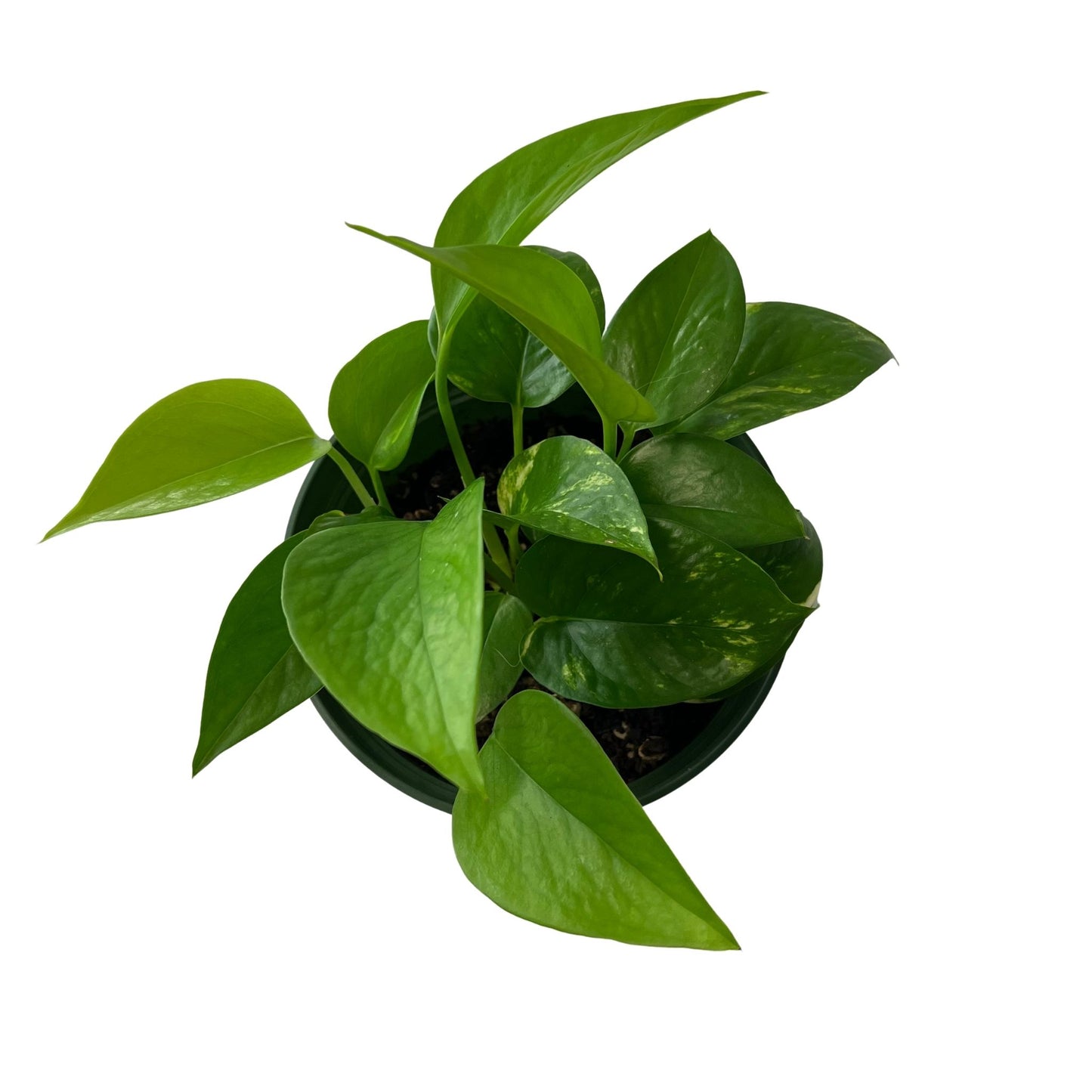 Golden Pothos