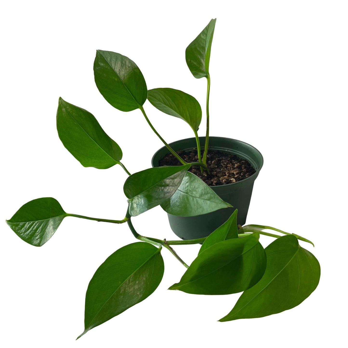 Golden Pothos