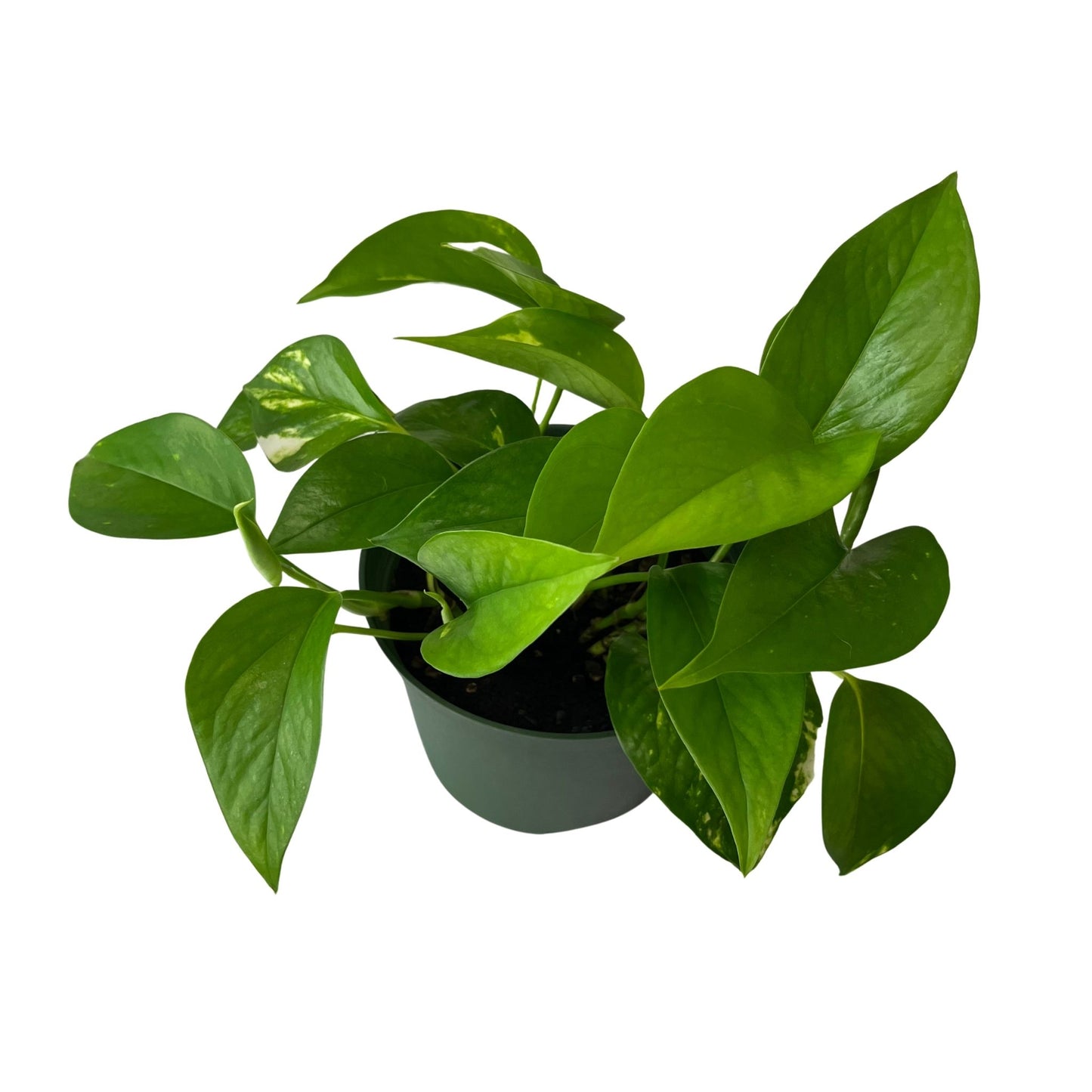 Golden Pothos