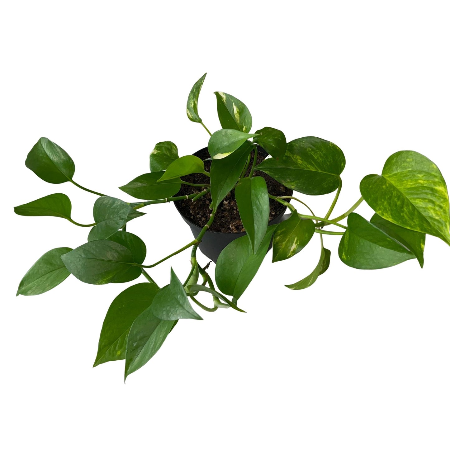 Golden Pothos