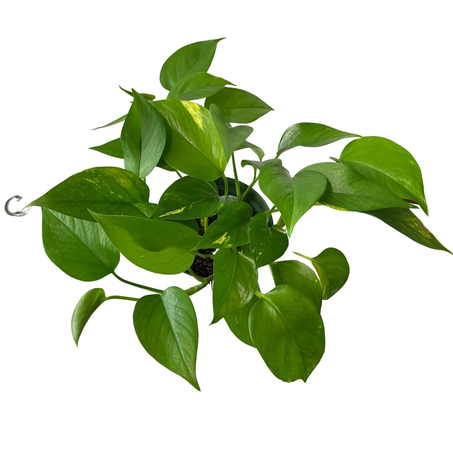 Golden Pothos