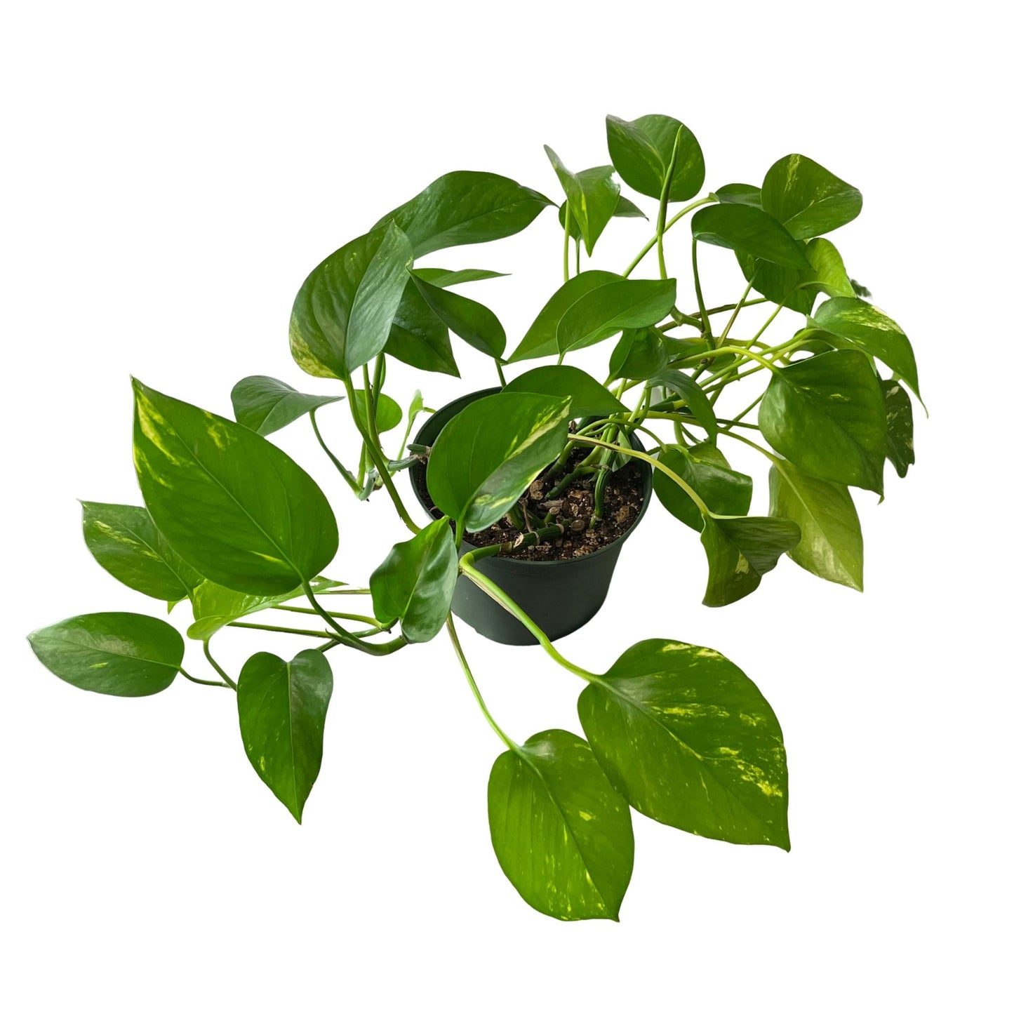 Golden Pothos
