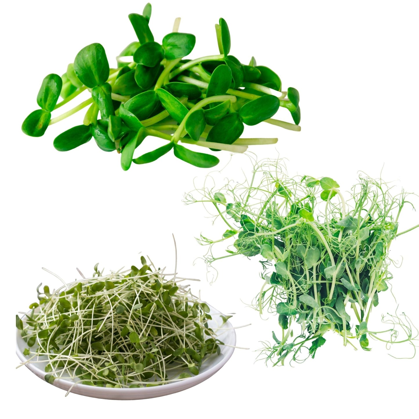 20oz. Monthly Microgreens Subscription