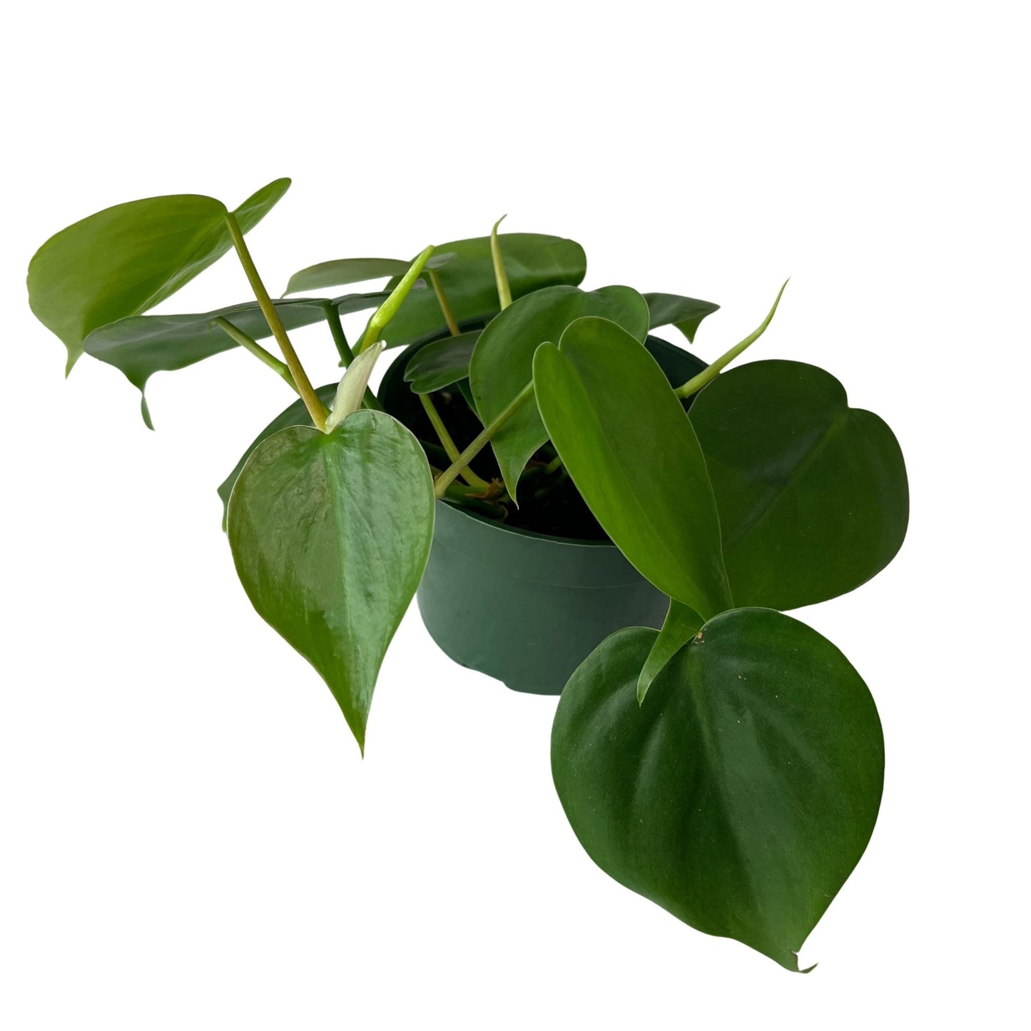 Heart Leaf Philodendron