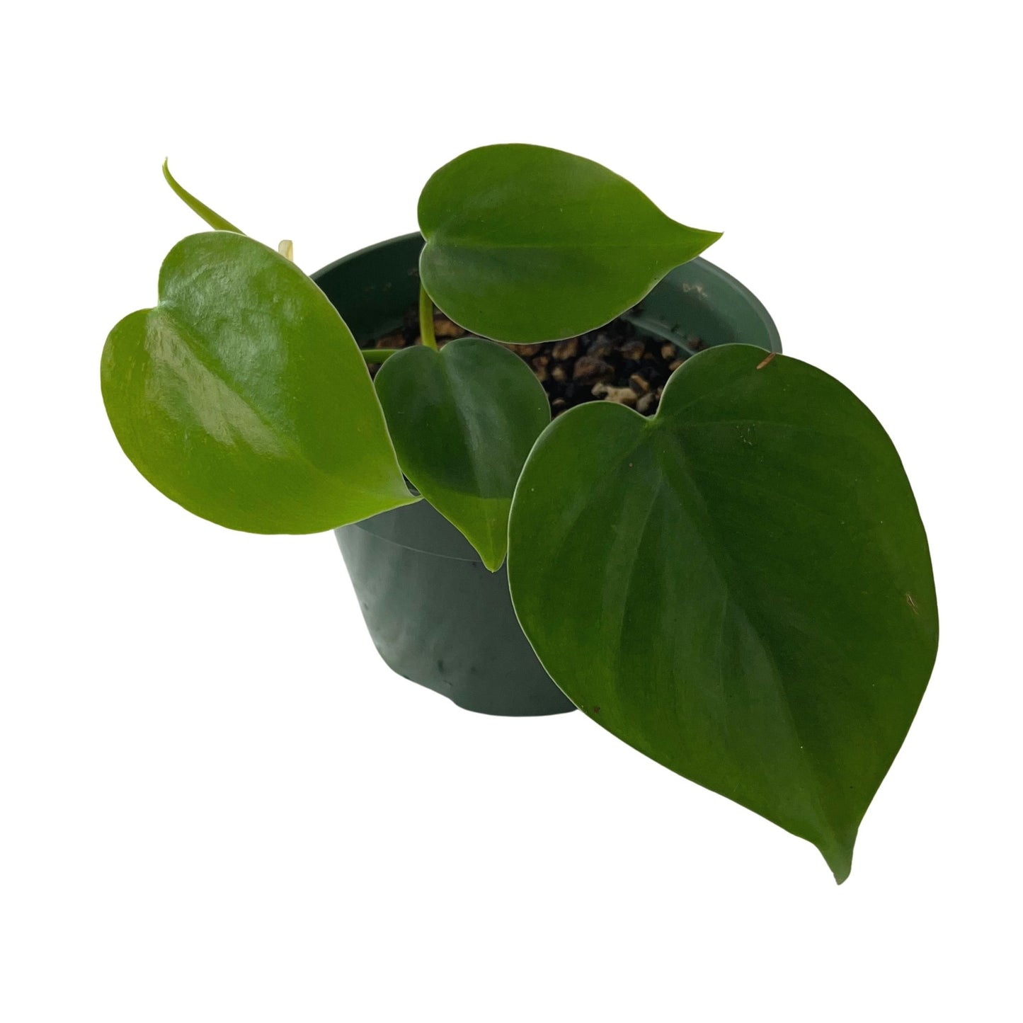 Heart Leaf Philodendron