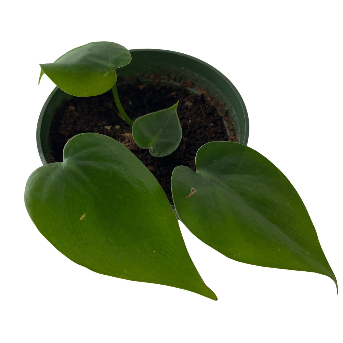 Heart Leaf Philodendron