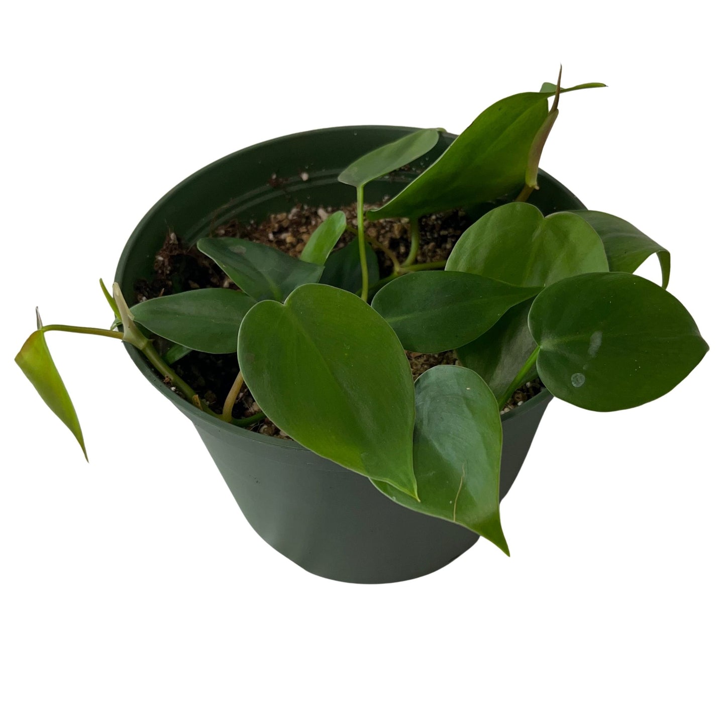 Heart Leaf Philodendron