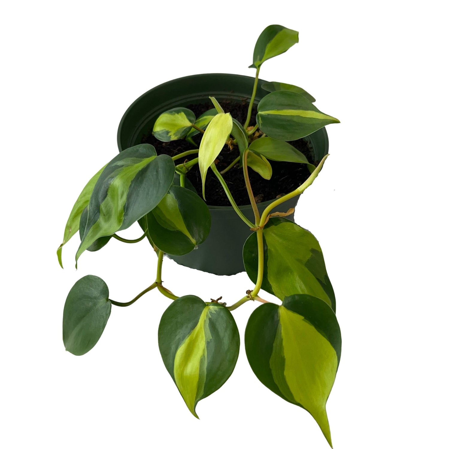 House Plants