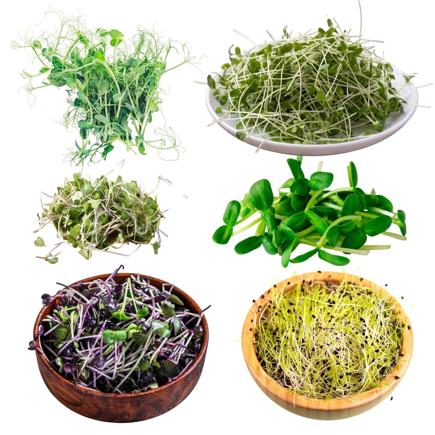 20oz. Monthly Microgreens Subscription