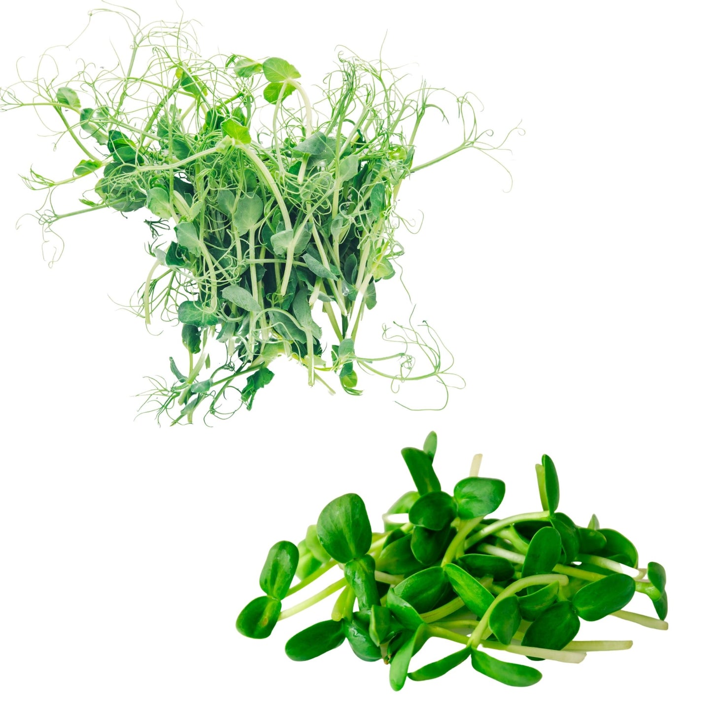 10oz. Monthly Microgreens Subscription