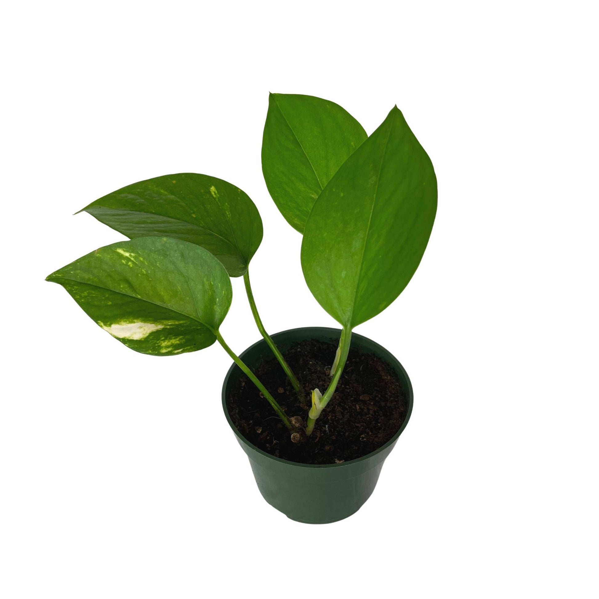 pothos tiny leaves Golden Pothos – Farrell Family Farms