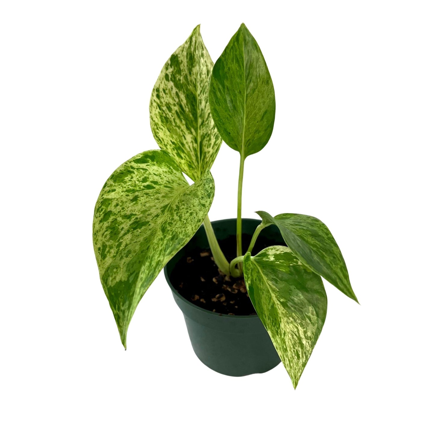 Marble Queen Pothos