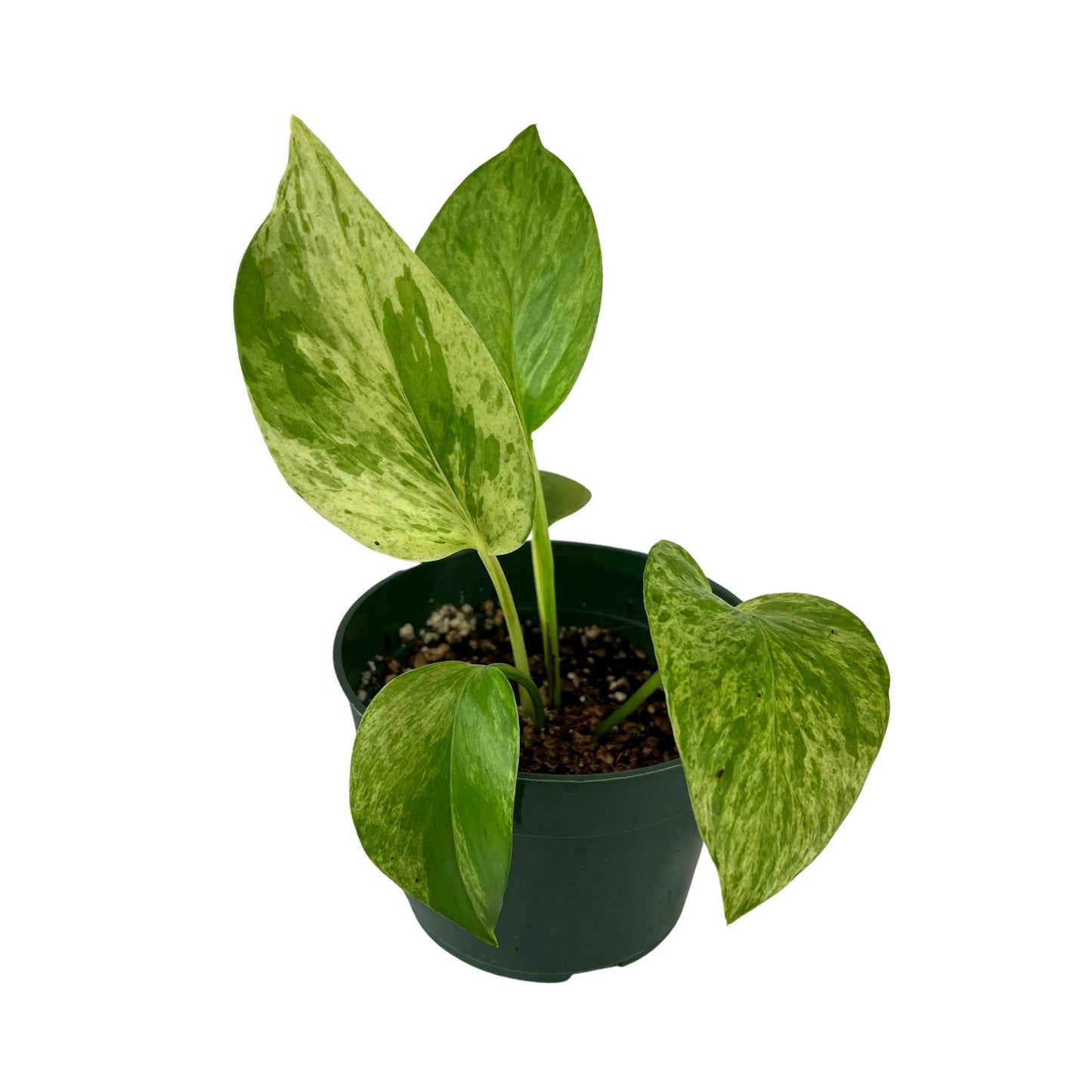 Marble Queen Pothos