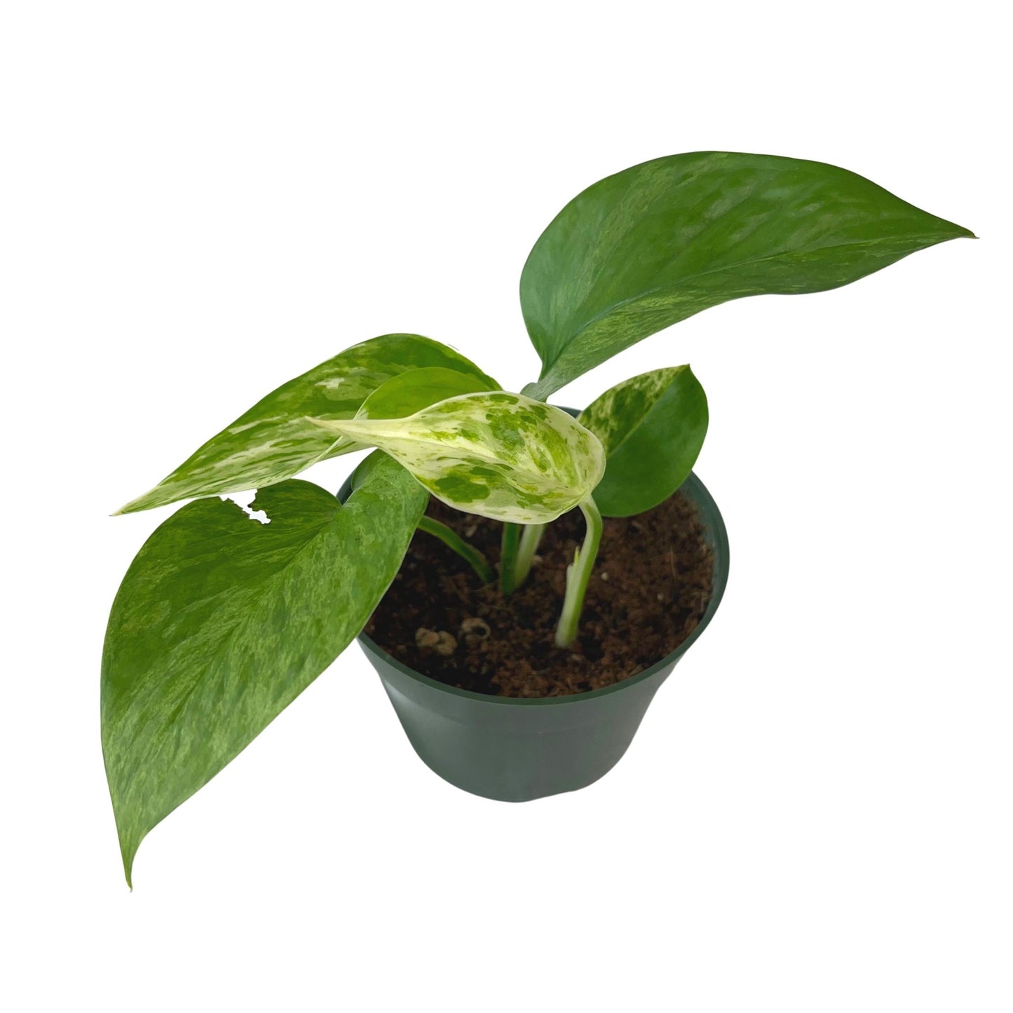 Marble Queen Pothos