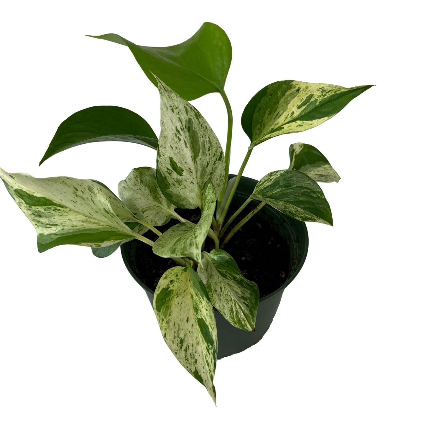 Marble Queen Pothos