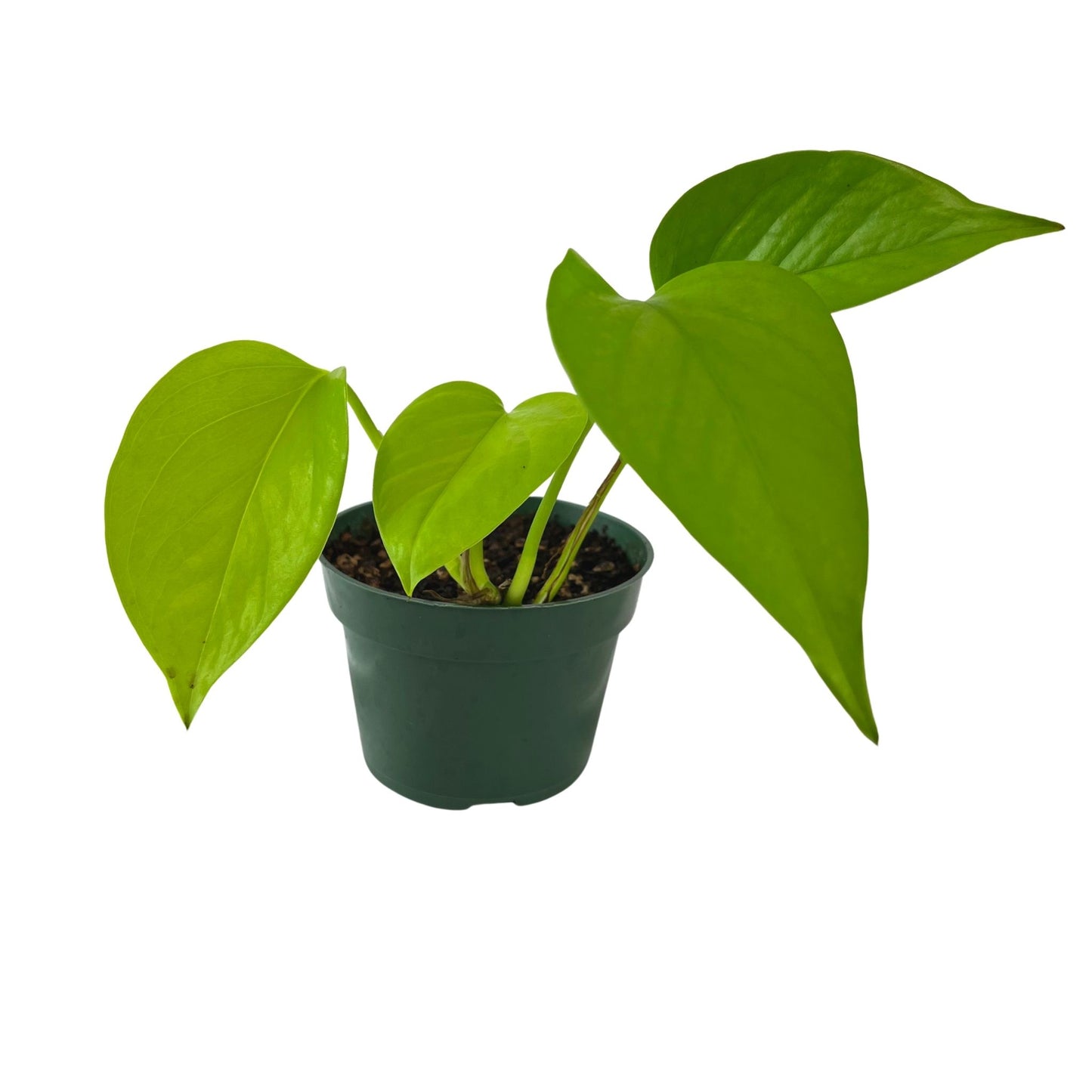 Neon Pothos