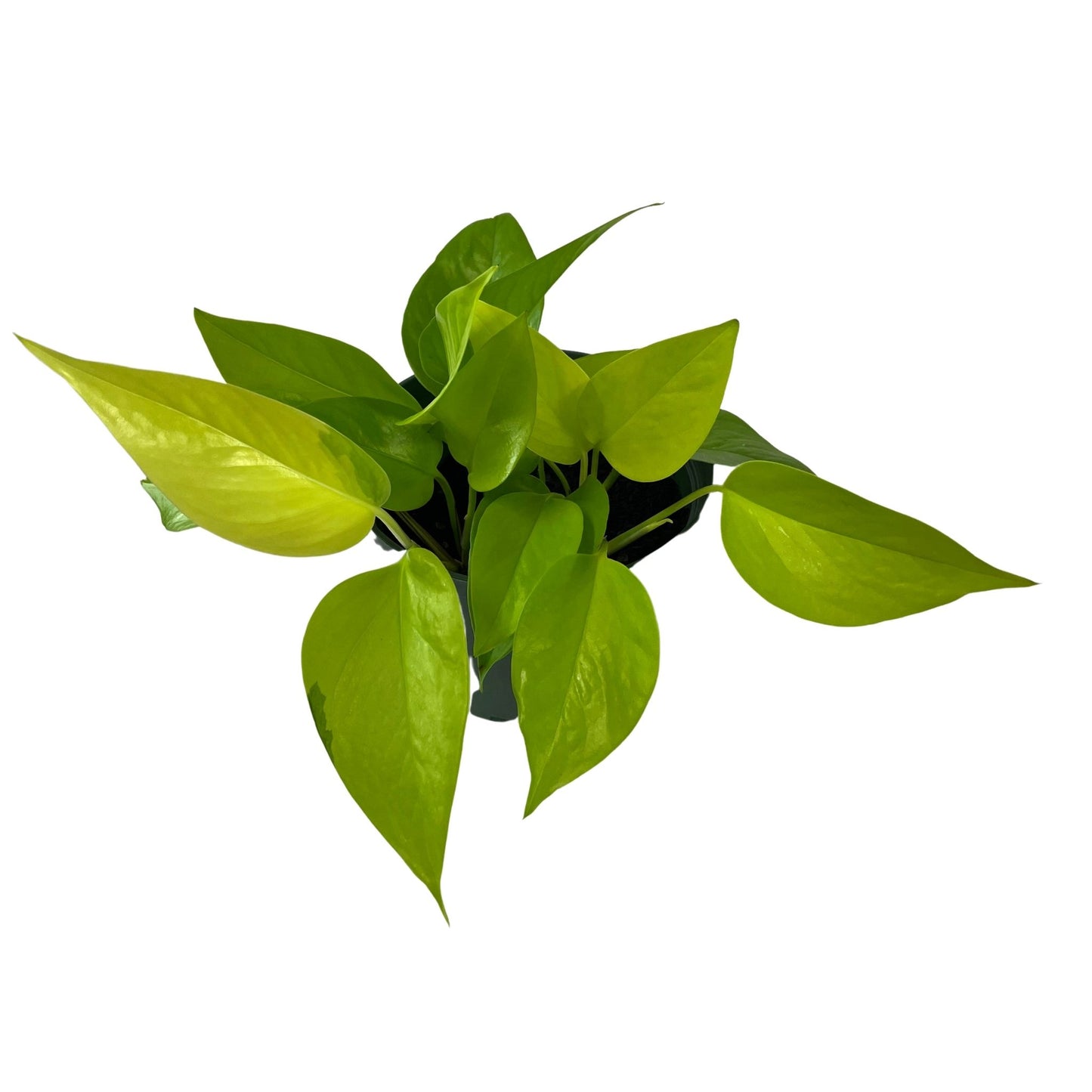 Neon Pothos