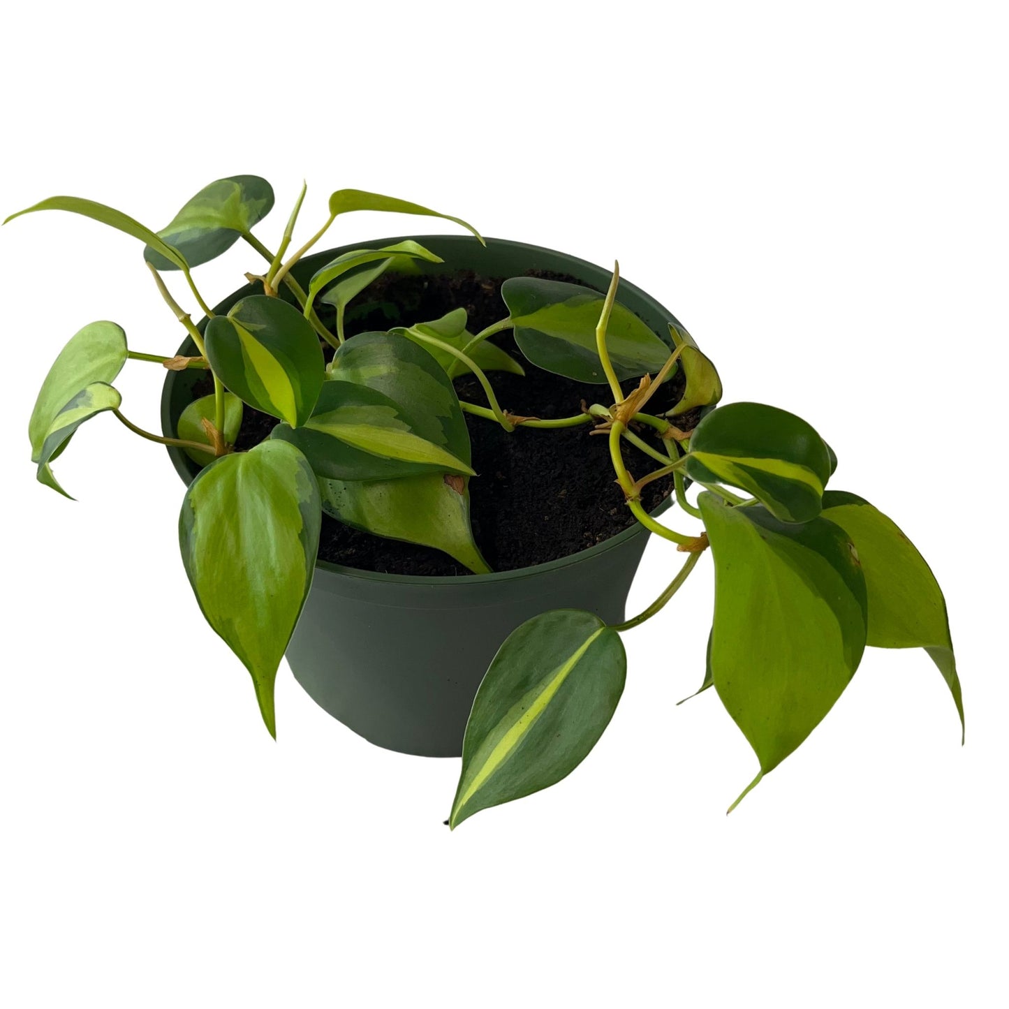 Philodendron Brazil